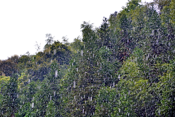 雨中山景