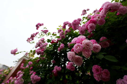大片的蔷薇花