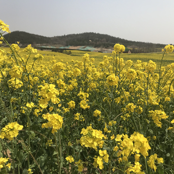 油菜花