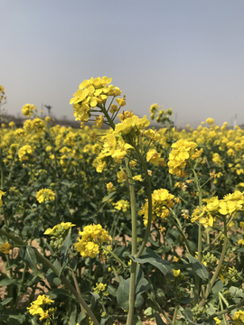 油菜花