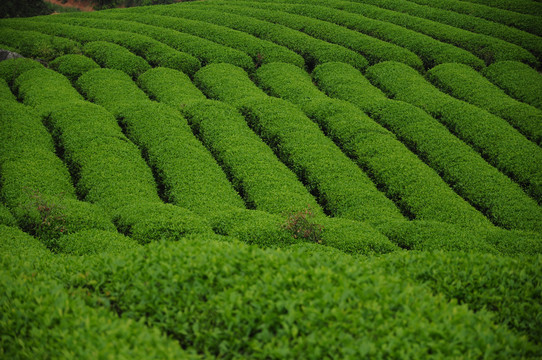 茶海茶园