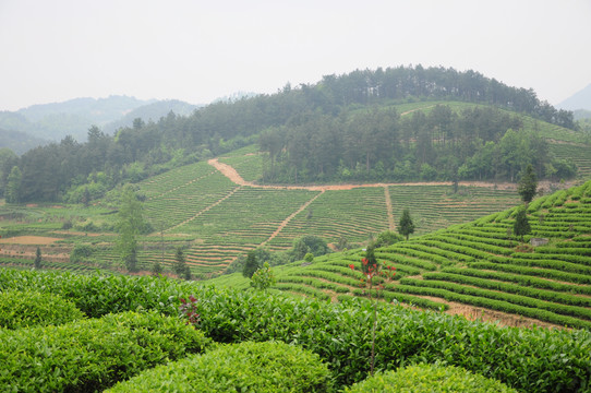 梯田茶園