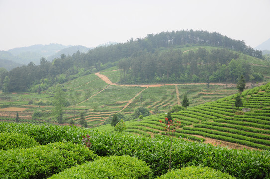 梯田茶园