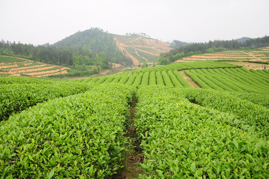 綠茶茶園