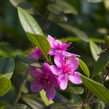 稔子花