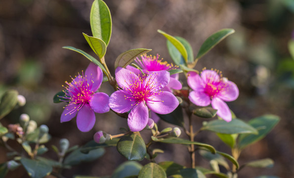 捻子花