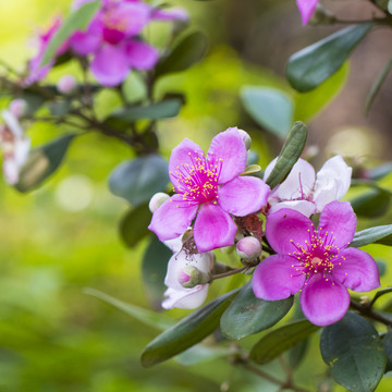 稔子花