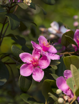 山花烂漫