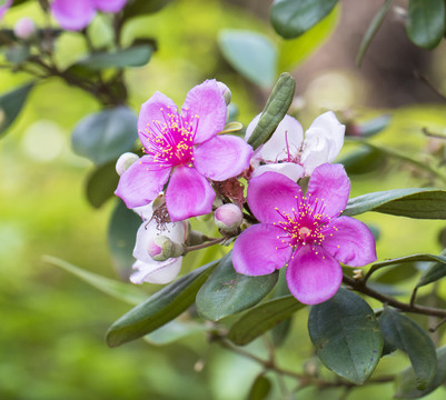 山花烂漫