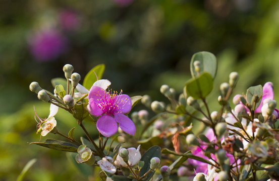 山花烂漫