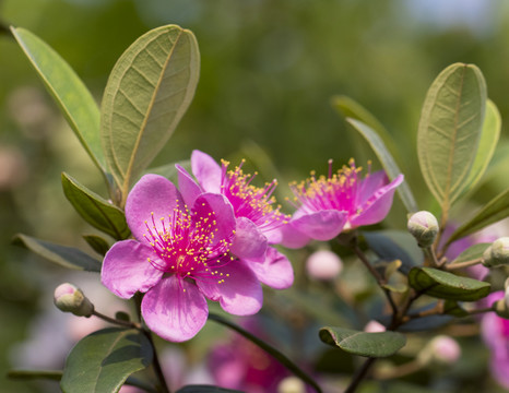 稔子花