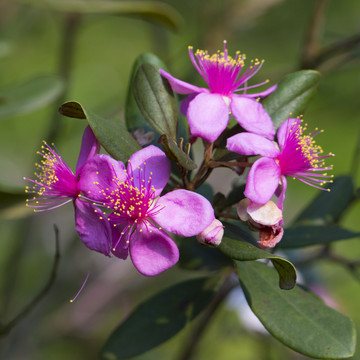 稔子花