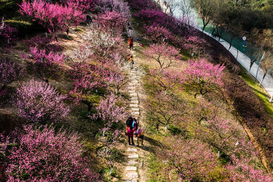 匡河公园梅花