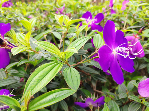 野牡丹花