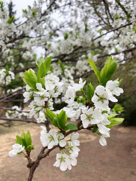 李子花