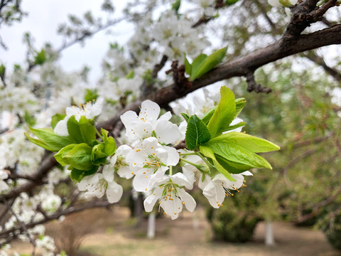 李子花