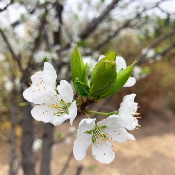 李子花