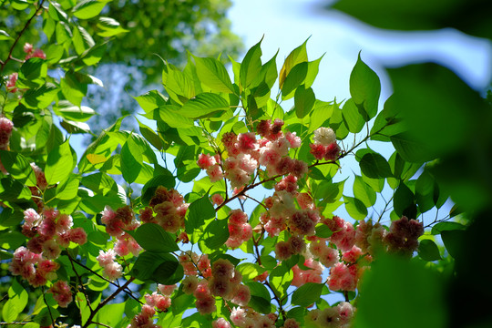 樱花