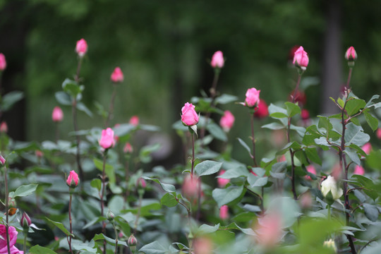 高清月季花