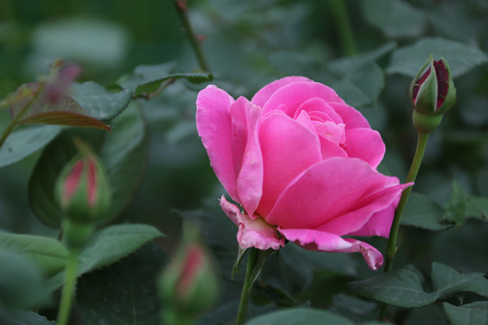 高清月季花