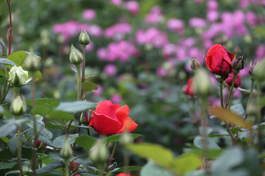 高清月季花