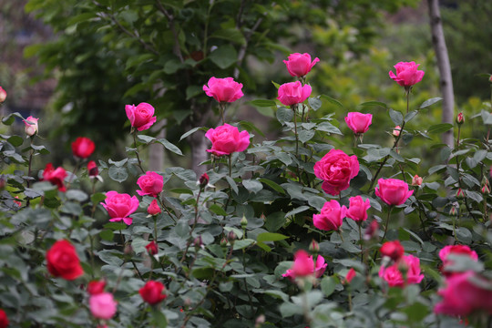 高清月季花