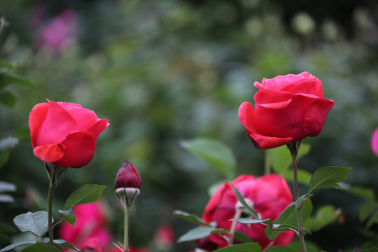 高清月季花