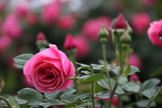 高清月季花