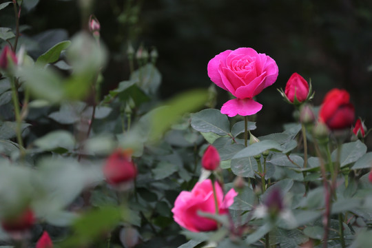 高清月季花