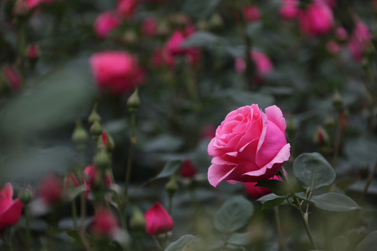 高清月季花