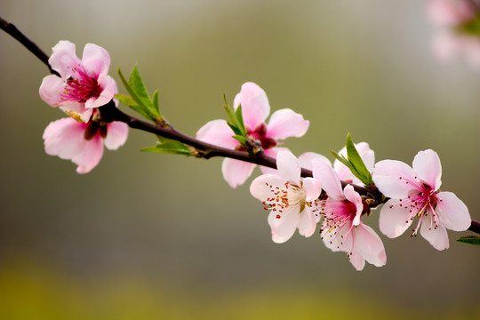 粉色桃花