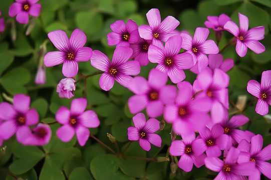 唯美小花