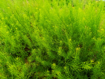 绿色植物背景