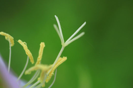 花蕊