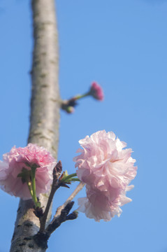 粉色樱花开了