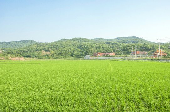 绿色稻田风景