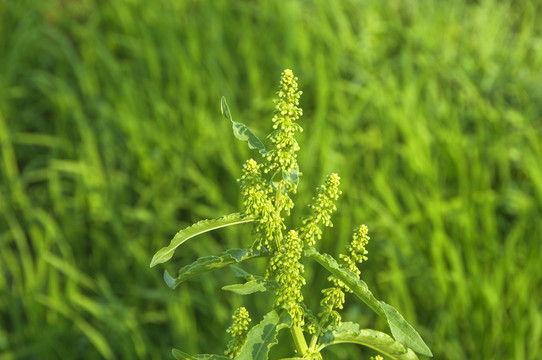 小小绿草