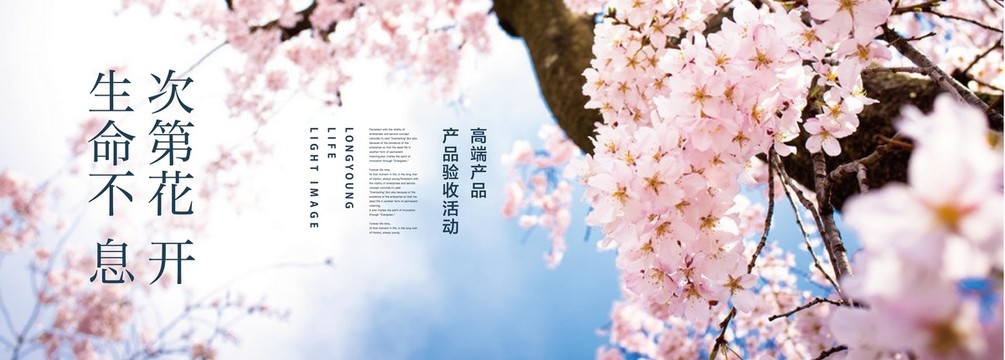 櫻花背景板