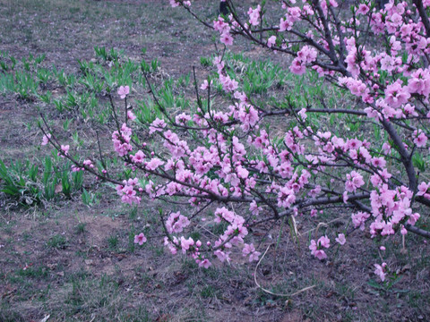 桃花