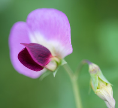 豌豆花