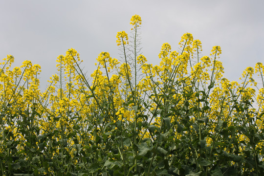 油菜花