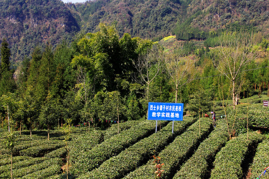 茶园示范基地