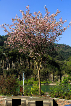 观赏樱花树