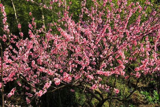 桃花树