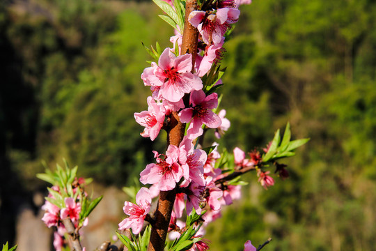 一枝桃花