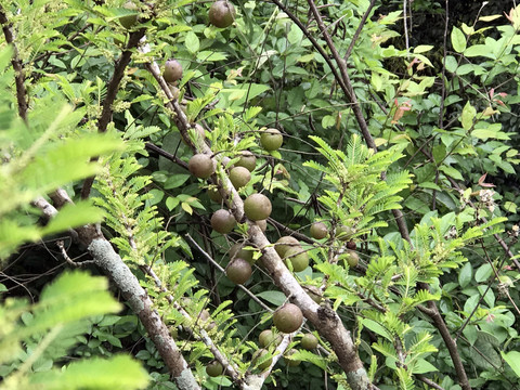 野生牛甘果