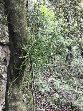 茎花山柚