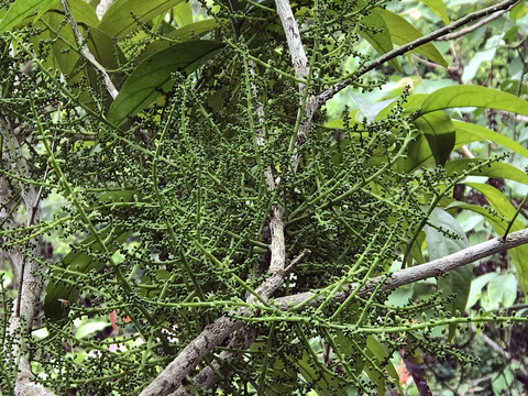 茎花山柚