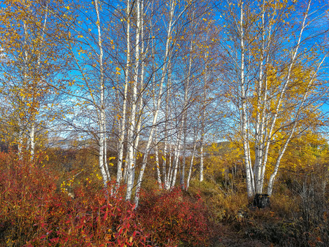 秋季白桦树森林