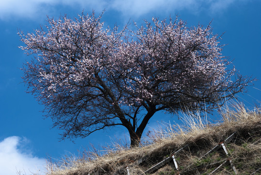 山花